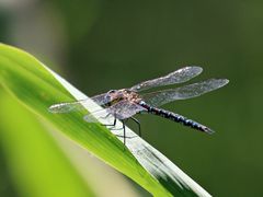 Eine gewandte Insektenjägerin