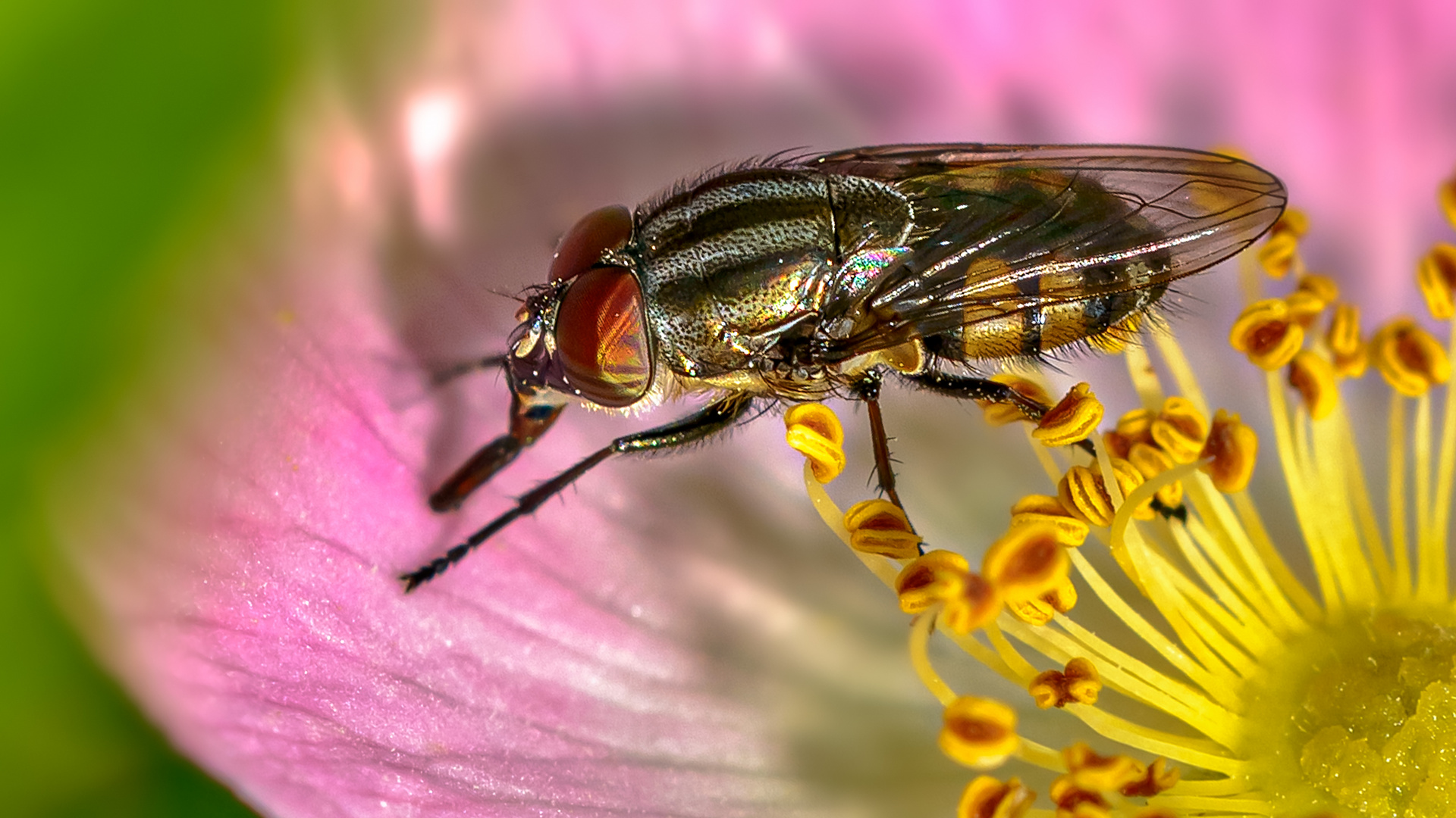 Eine gewöhnliche Stubenfliege? Mitnichten!