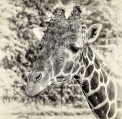  Eine Giraffe