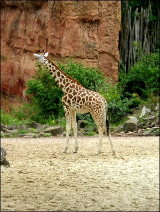 Eine Giraffe aus dem Zoo Hannover