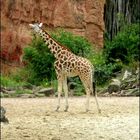 Eine Giraffe aus dem Zoo Hannover