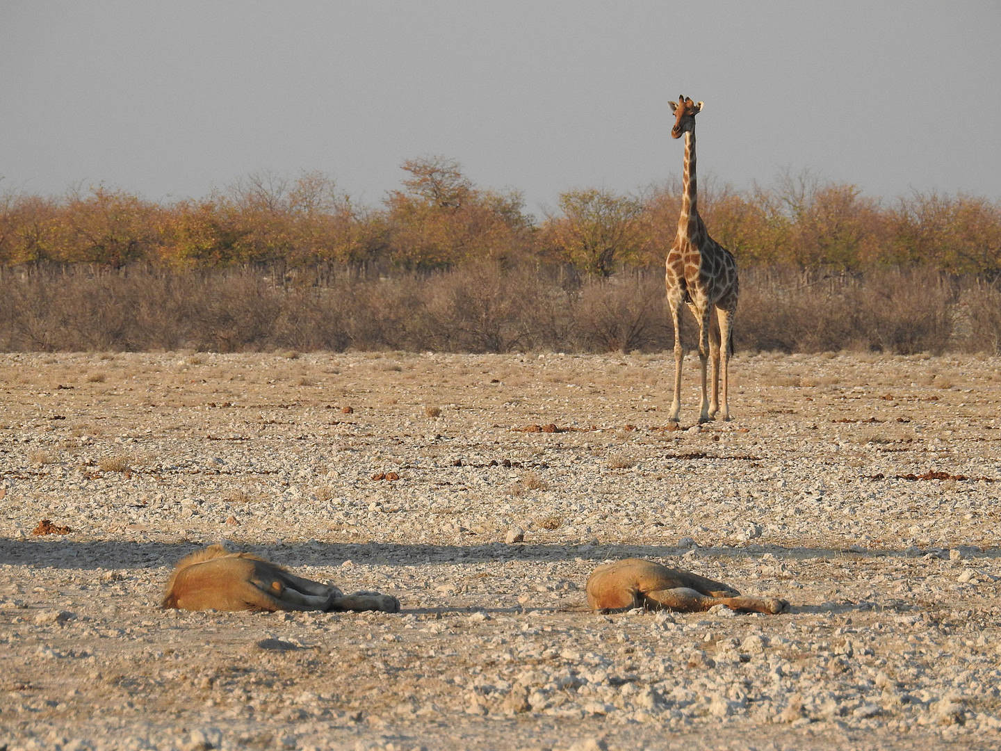 Eine Giraffe betrachtet ein schlafendes Löwenpaar.