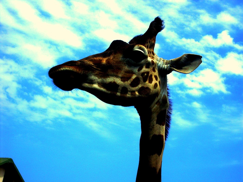 eine giraffe