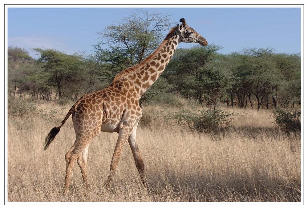 Eine Giraffe durchstreift die Serengeti