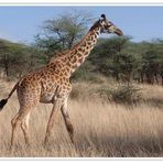 Eine Giraffe durchstreift die Serengeti