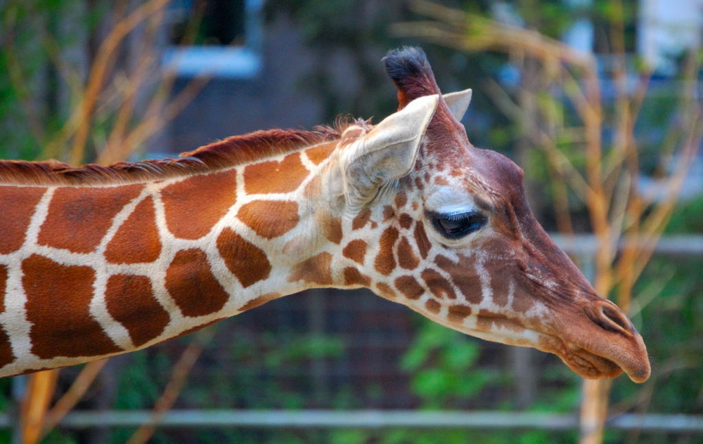 Eine Giraffe mal etwas anders...