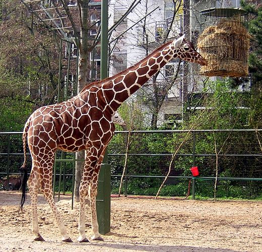 Eine Giraffe mit 2 Köpfen???