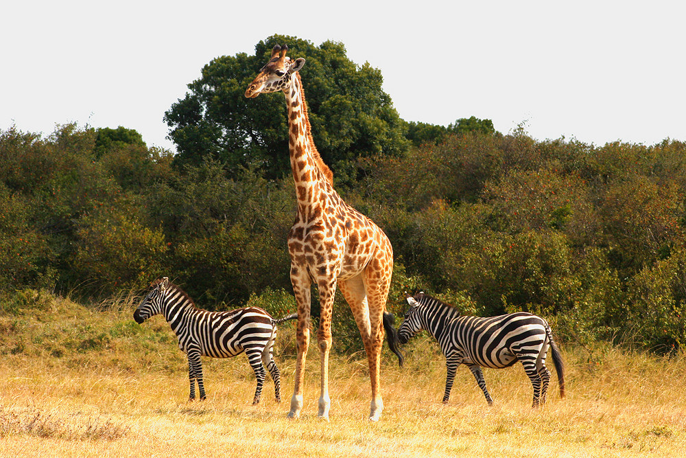 Eine Giraffe mit zwei Zebras...