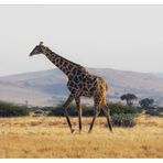 Eine Giraffe! Schnell ein Foto....  Klick!