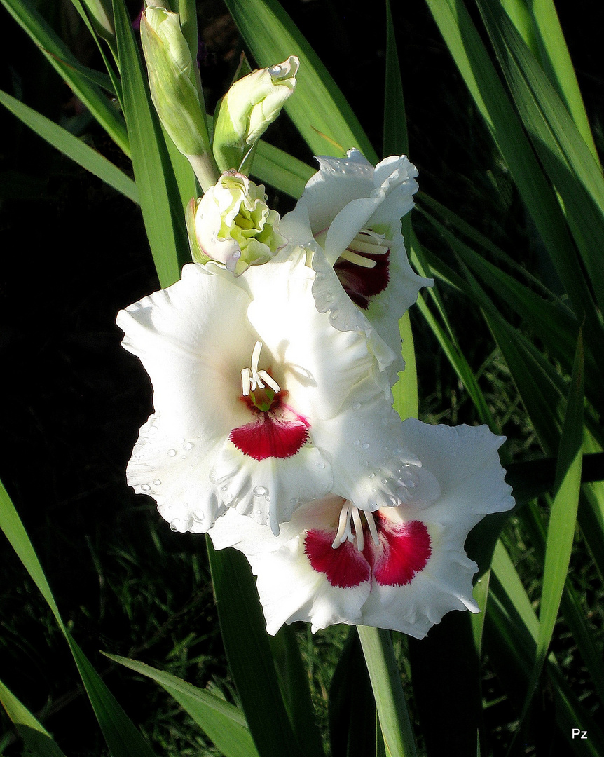 Eine Gladiole ...