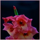 Eine Gladiole aus des Nachbarin Garten.