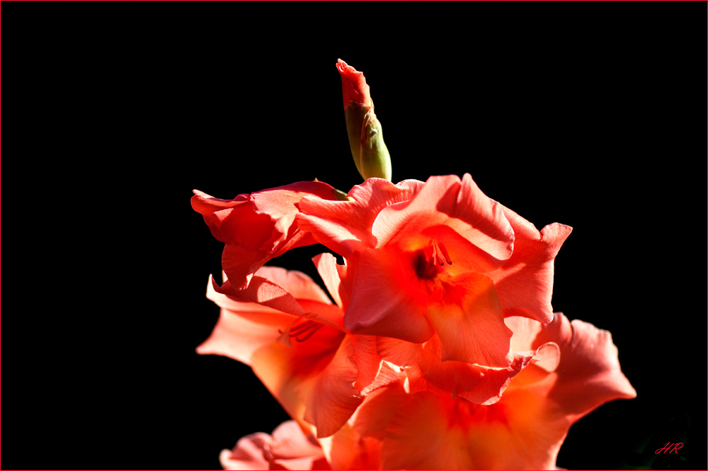 Eine Gladiole, fotografisch geklaut aus des Nachbarin Garten.