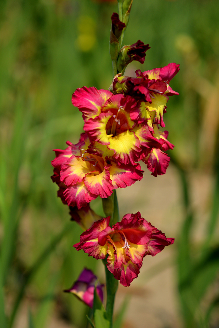 Eine Gladiole zum Geburtstag von Rainer Willenbrock