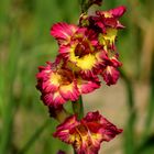 Eine Gladiole zum Geburtstag von Rainer Willenbrock