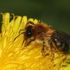 Eine Glänzende Düstersandbiene (Andrena nitida) auf Löwenzahn