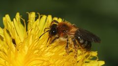 Eine Glänzende Düstersandbiene (Andrena nitida) auf Löwenzahn