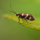 Eine glänzende Erscheinung 2 - Micropterix aureatella