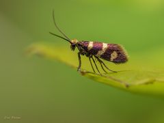 Eine glänzende Erscheinung 2 - Micropterix aureatella