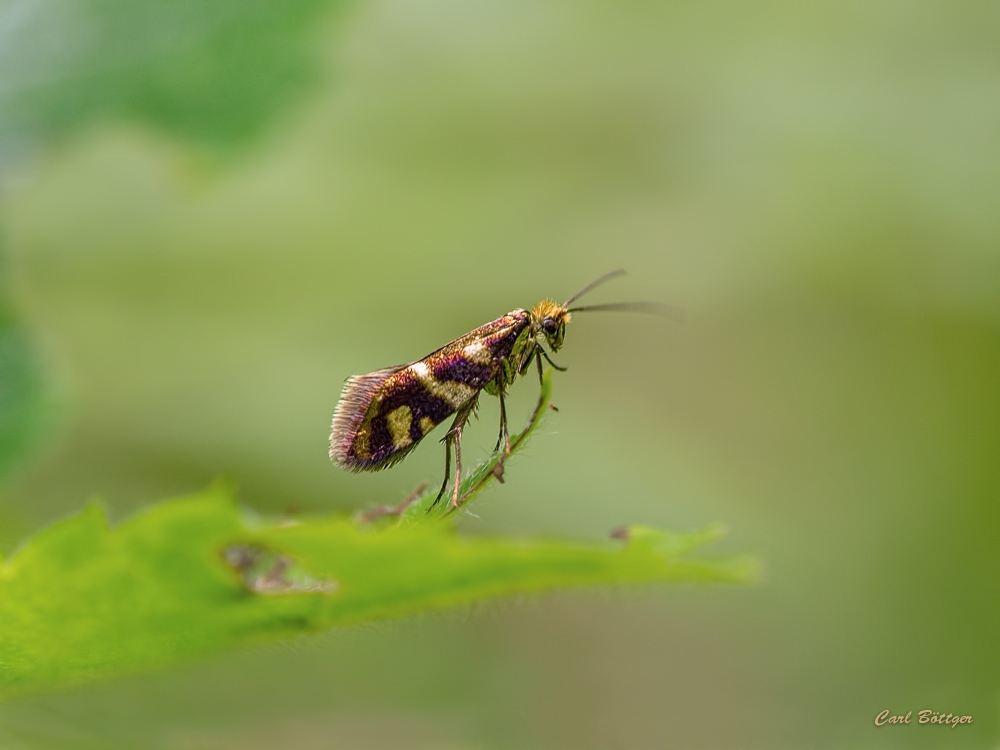 Eine glänzende Erscheinung 3 - Micropterix schaefferi