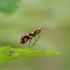 Eine glänzende Erscheinung 3 - Micropterix schaefferi