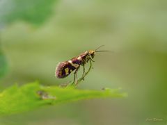 Eine glänzende Erscheinung 3 - Micropterix schaefferi