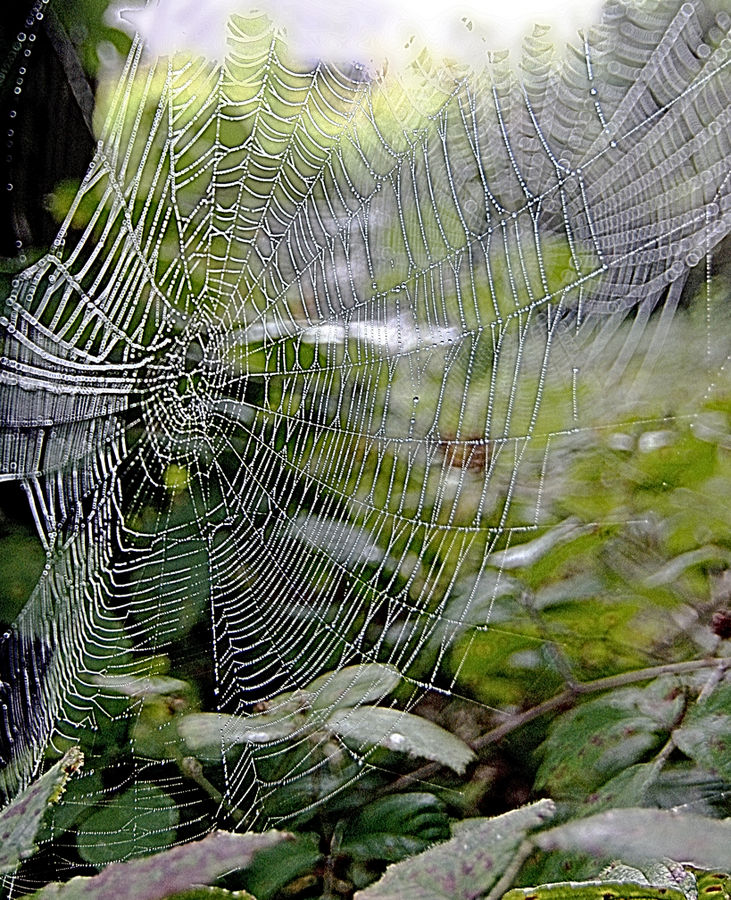 eine glanzleistung die die spinnen in die natur bauen.