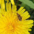 Eine Glasflügelwanze auf Löwenzahn - vielleicht Stictopleurus crassicornis