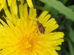 Eine Glasflügelwanze auf Löwenzahn - vielleicht Stictopleurus crassicornis