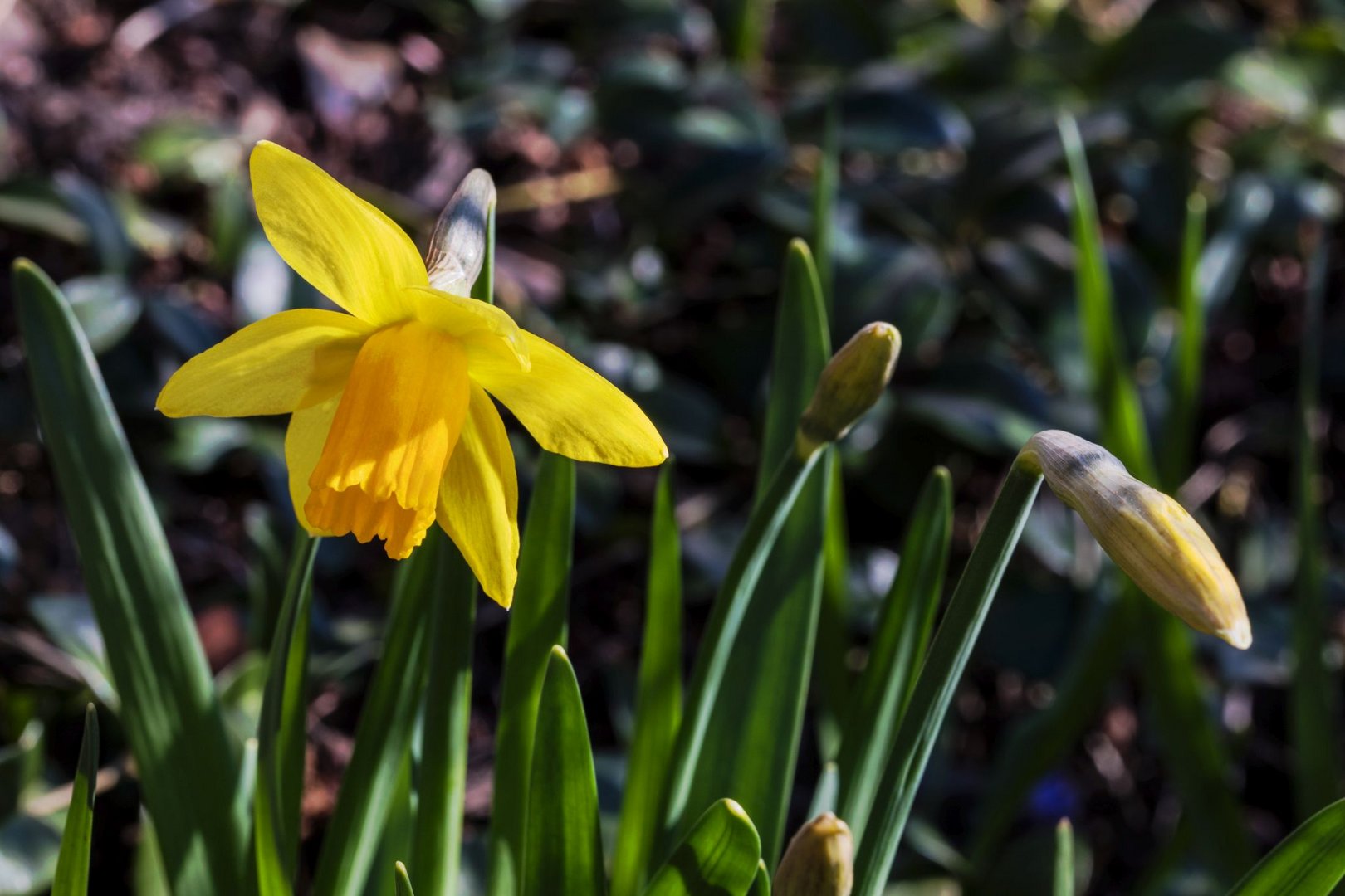 Eine Glocke zu Ostern