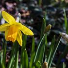 Eine Glocke zu Ostern