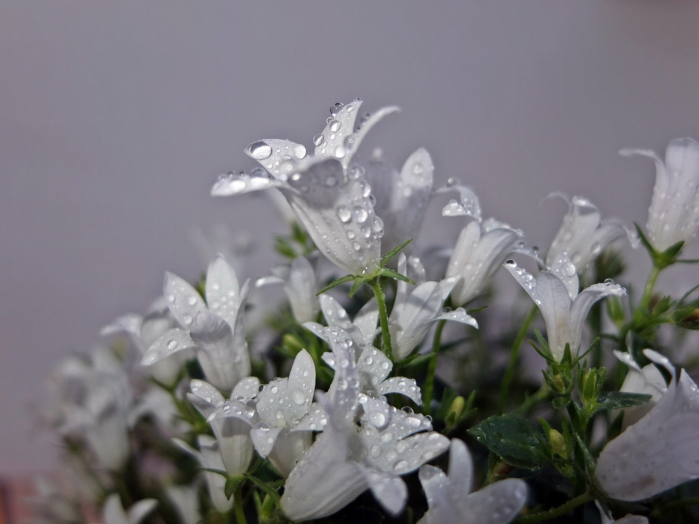 Eine Glockenblume im Regen stehen lassen