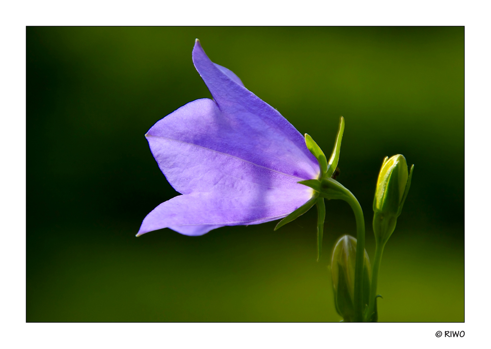 eine Glockenblume mit Licht in der Glocke :-))