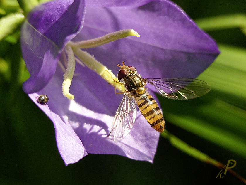 Eine Glockenschwebefliege,