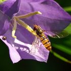 Eine Glockenschwebefliege,