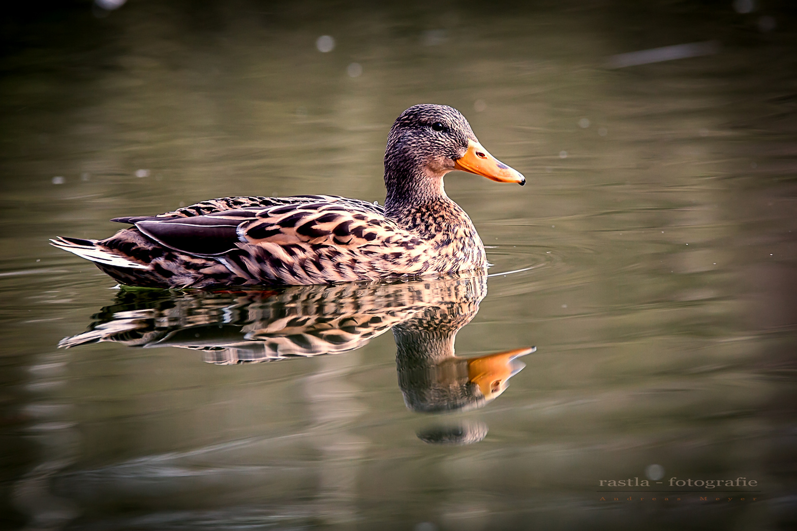 Eine glückliche Ente