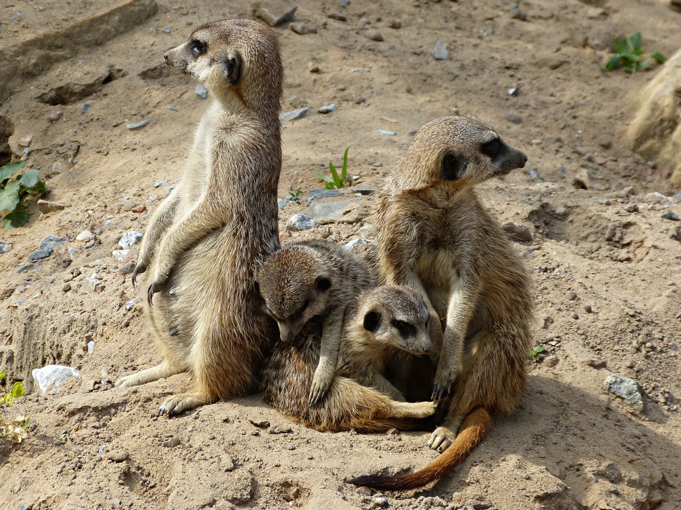 Eine glückliche Familie