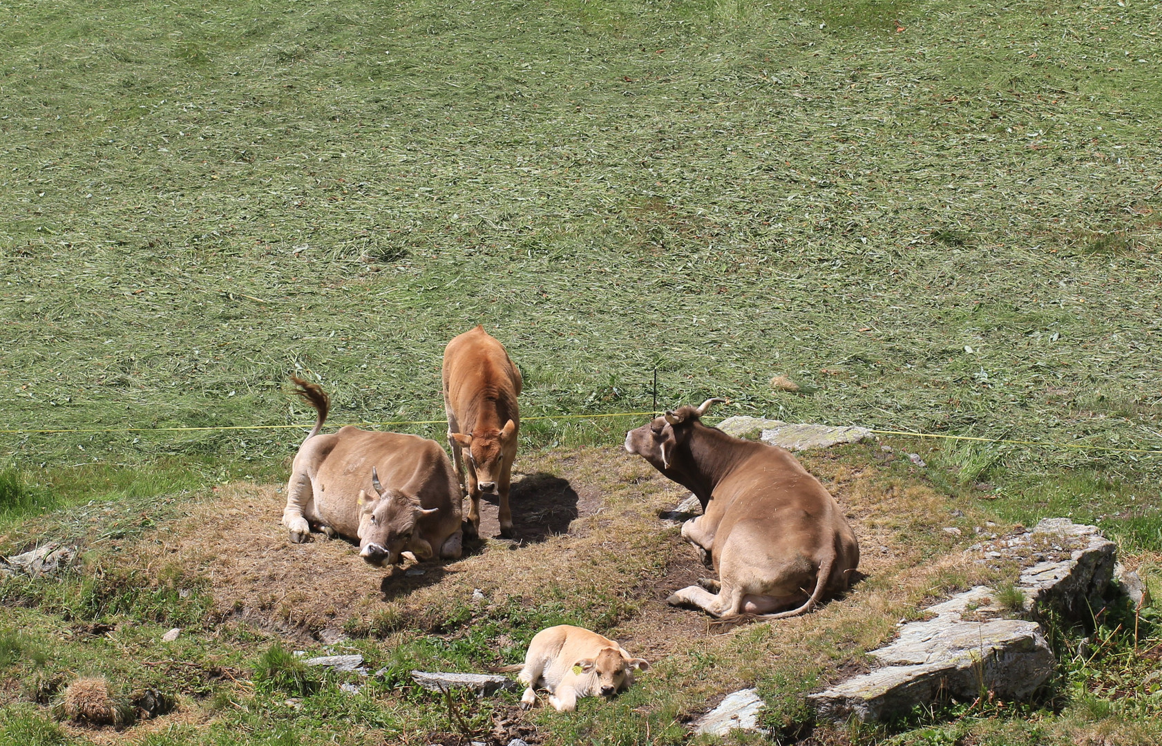 eine glückliche Familie