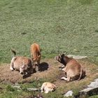 eine glückliche Familie