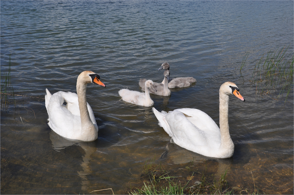 eine glückliche Familie