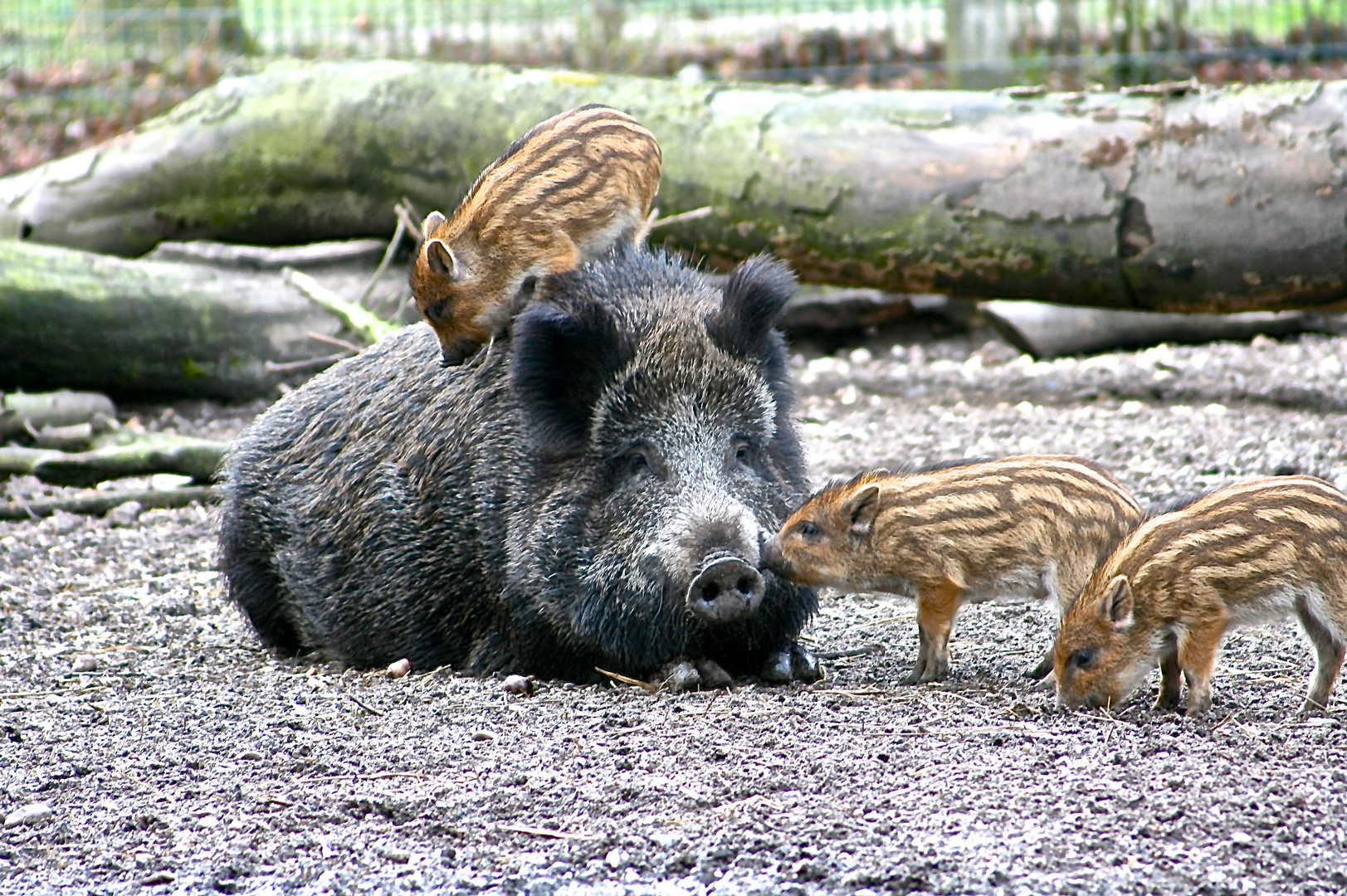 Eine glückliche Familie