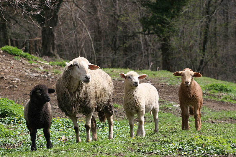 Eine glückliche Familie