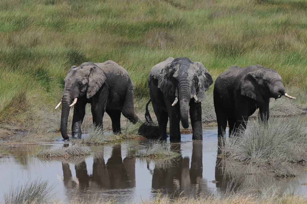 Eine glückliche Familie Serengeti/Tansania