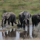 Eine glückliche Familie Serengeti/Tansania