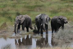 Eine glückliche Familie Serengeti/Tansania