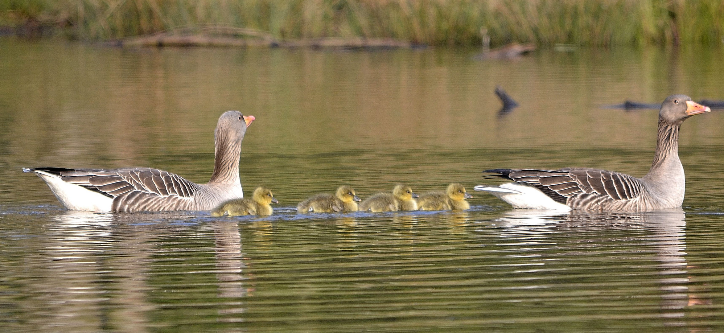 Eine glückliche Gänsefamilie