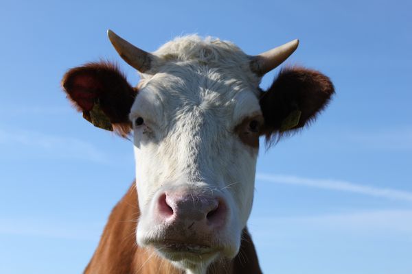 Eine glückliche Halligkuh...