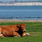 eine glückliche Kuh an der Nordsee