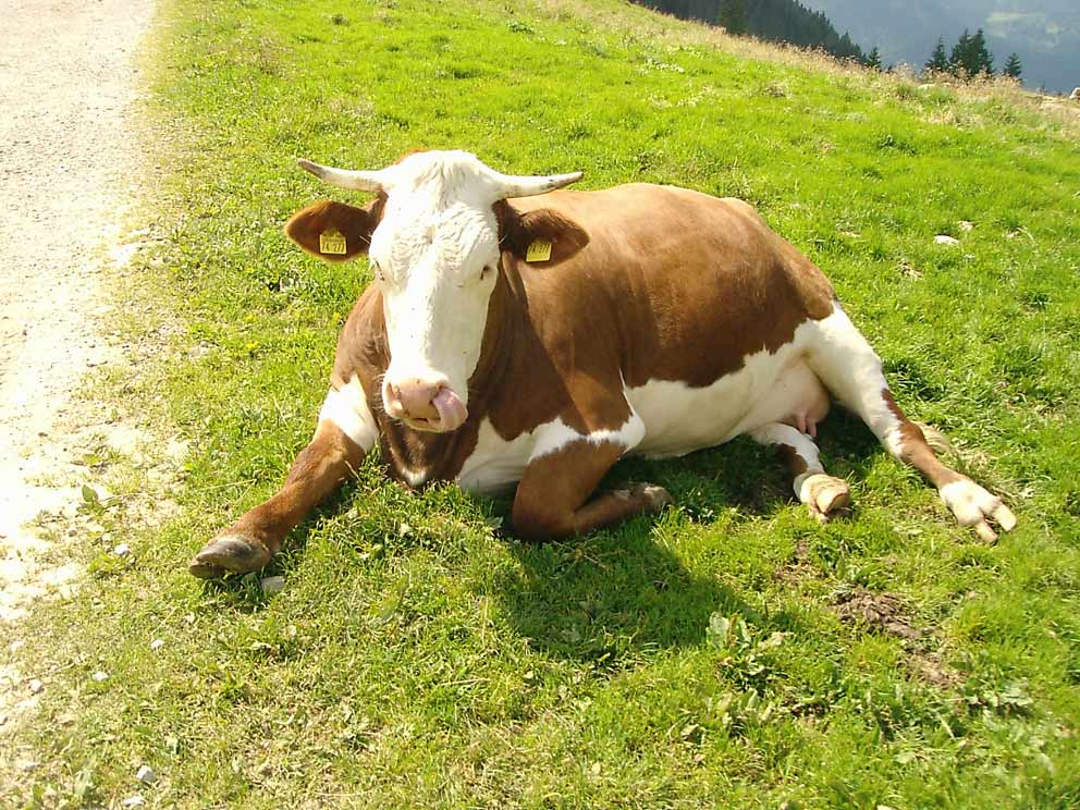 eine glückliche Kuh auf den Bergen am Tegernseee