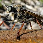 ...eine Gold-Raubfliege (Machimus chrysitis)...