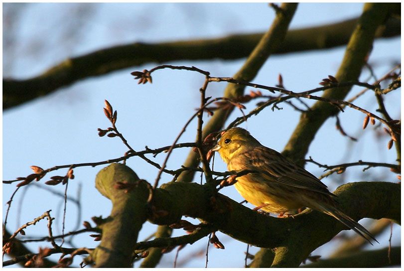 Eine Goldammer (Emberiza citrinella) ...